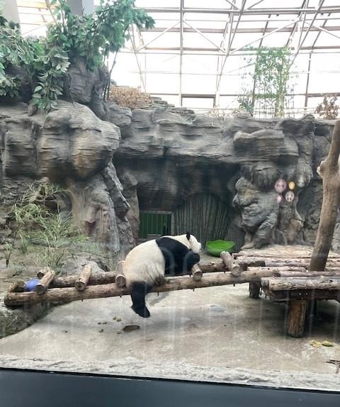 panda in china